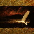 Swamp Egret by Robin Davis