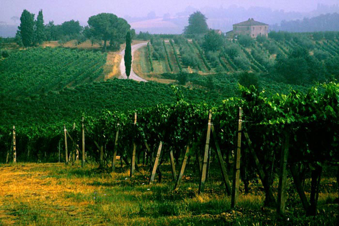 Vineyard from a field trip visit on a landscape day during our Tuscany Italy photography workshop - photo by Robin Davis